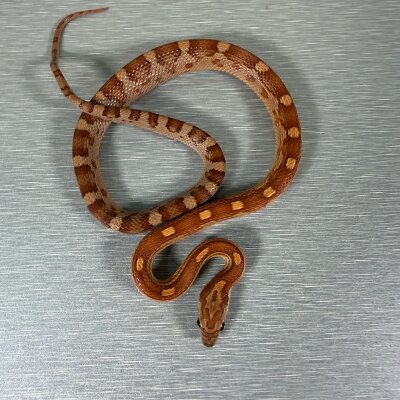 Motley Hypo het Lavender Het Anery pos het Caramel — Corn Snakes, male (het anerythristic pos het caramel hypo het lavender motley), captive-bred by Gem Reptiles