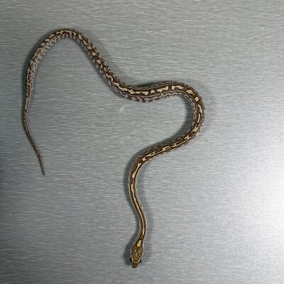 Caramel Tessera poss het Sunkissed — Corn Snakes, female (tessera caramel pos het sunkissed), captive-bred by Gem Reptiles