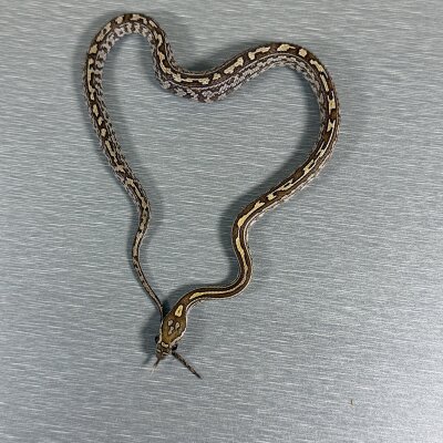 Caramel Tessera poss het Sunkissed — Corn Snakes, female (tessera caramel pos het sunkissed), captive-bred by Gem Reptiles