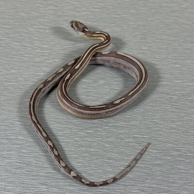 Motley/Stripe Ghost — Corn Snakes, male (anerythristic hypo het motley het stripe), captive-bred by Gem Reptiles