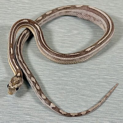 Motley/Stripe Ghost — Corn Snakes, male (anerythristic hypo het motley het stripe), captive-bred by Gem Reptiles