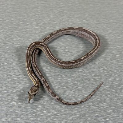 Motley/Stripe Ghost — Corn Snakes, male (anerythristic hypo het motley het stripe), captive-bred by Gem Reptiles