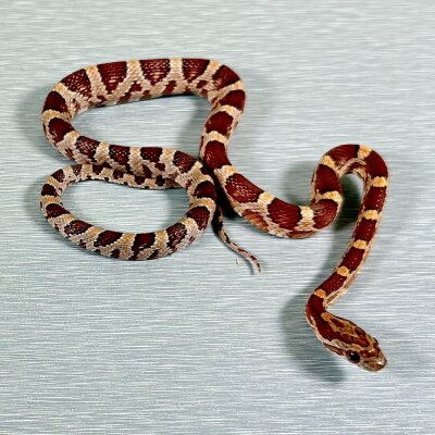 Classic Corn het Lavender, het Anery, het diffused, het Motley — Corn Snakes, ? (het anerythristic het diffused het lavender het motley), captive-bred by Gem Reptiles