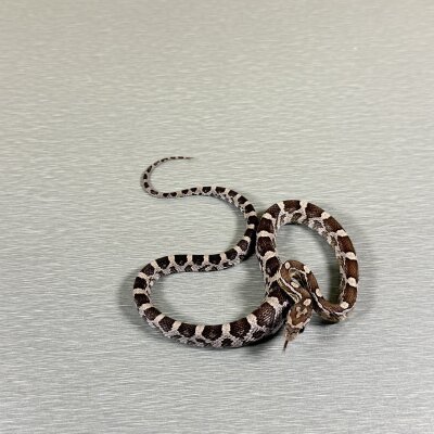 Anery het Lavender, Het Hypo, het Motley — Corn Snakes, female (anerythristic het hypo het lavender het motley), captive-bred by Gem Reptiles