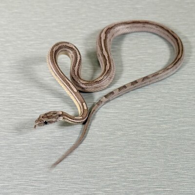 Motley/Stripe Ghost — Corn Snakes, female (anerythristic hypo het motley het stripe), captive-bred by Gem Reptiles
