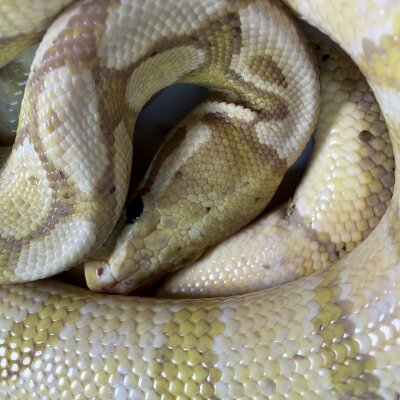 Banana het Clown - TSK produced — Ball Pythons, male (banana het clown), captive-bred by Gem Reptiles