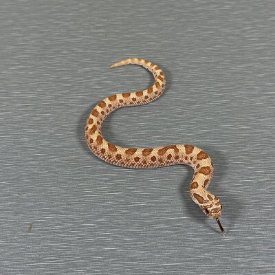 Toffee Conda — Western Hognose, male (conda toffee belly), captive-bred by Gem Reptiles