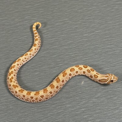 2025 Toffee Conda — Western Hognose, female (conda toffee belly), captive-bred by Gem Reptiles