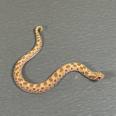 2025 Toffee Conda — Western Hognose, female (conda toffee belly), captive-bred by Gem Reptiles