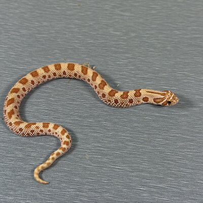Toffee Belly Conda — Western Hognose, male (conda toffee belly), captive-bred by Gem Reptiles
