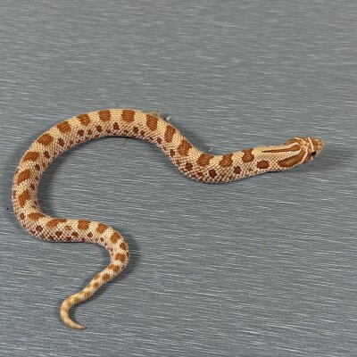 Toffee Belly Conda — Western Hognose, male (conda toffee belly), captive-bred by Gem Reptiles