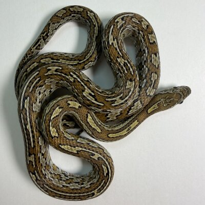 Caramel Tessera poss het Sunkissed — Corn Snakes, female (tessera caramel 66% het sunkissed), captive-bred by Gem Reptiles