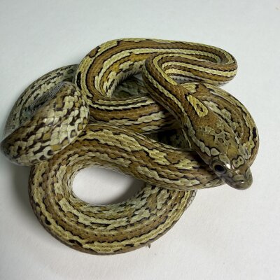 Caramel Tessera — Corn Snakes, female (tessera caramel 66% het sunkissed), captive-bred by Gem Reptiles