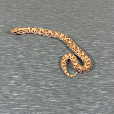 Toffeeconda — Western Hognose, female (conda toffee belly), captive-bred by Gem Reptiles