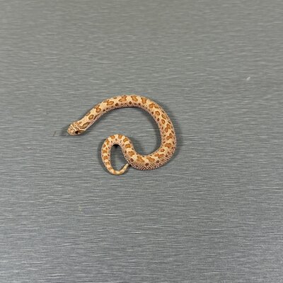Toffeeconda — Western Hognose, female (conda toffee belly), captive-bred by Gem Reptiles