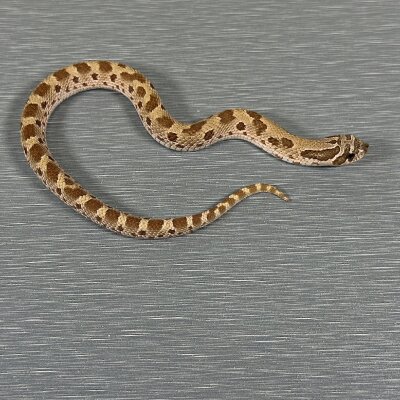 Anaconda Het Toffee Belly — Western Hognose, male (conda het toffee belly), captive-bred by Gem Reptiles