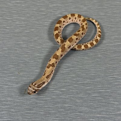 Anaconda Het Toffee Belly — Western Hognose, male (conda het toffee belly), captive-bred by Gem Reptiles