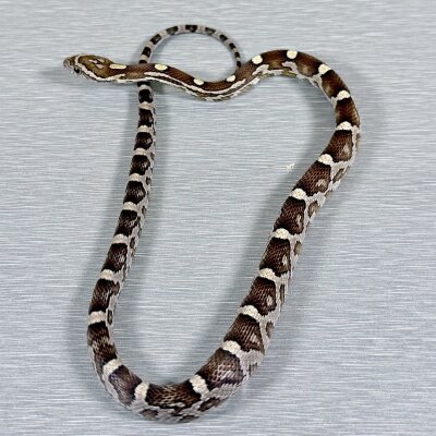 Caramel 66% Poss Het Sunkissed — Corn Snakes, female (caramel 66% het sunkissed), captive-bred by Gem Reptiles