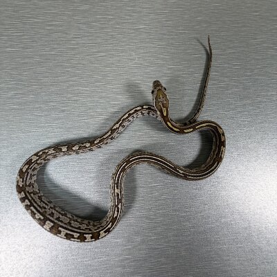 Caramel Tessera poss het Sunkissed — Corn Snakes, male (tessera caramel pos het sunkissed), captive-bred by Gem Reptiles