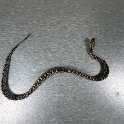 Caramel Tessera poss het Sunkissed — Corn Snakes, male (tessera caramel pos het sunkissed), captive-bred by Gem Reptiles