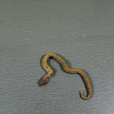 Superconda 100% Het Toffee Belly — Western Hognose, female (super conda het toffee belly), captive-bred by Gem Reptiles
