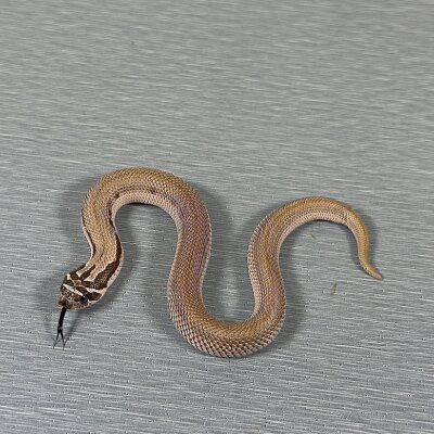 SuperConda 100% het Toffee Belly — Western Hognose, female (super conda het toffee belly), captive-bred by Gem Reptiles