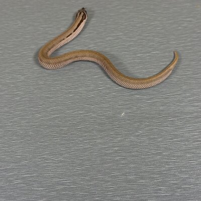 SuperConda 100% het Toffee Belly — Western Hognose, female (super conda het toffee belly), captive-bred by Gem Reptiles