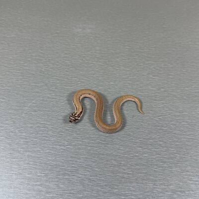 SuperConda 100% het Toffee Belly — Western Hognose, female (super conda het toffee belly), captive-bred by Gem Reptiles