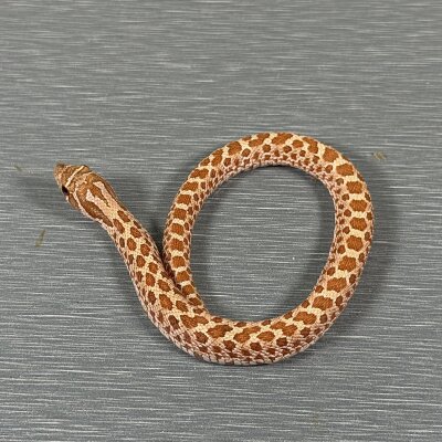Toffee Belly — Western Hognose, female (toffee belly), captive-bred by Gem Reptiles
