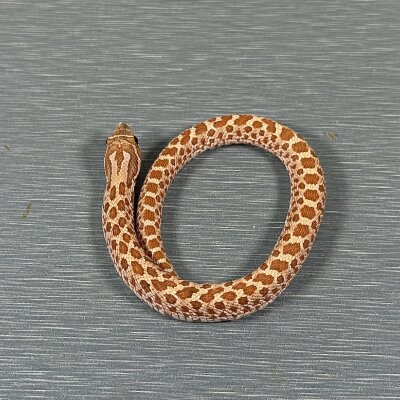 Toffee Belly — Western Hognose, female (toffee belly), captive-bred by Gem Reptiles