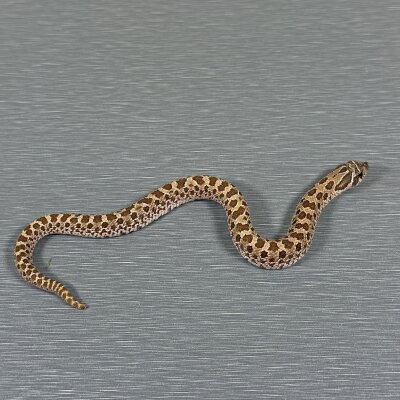 Normal het Toffee Belly — Western Hognose, female (het toffee belly), captive-bred by Gem Reptiles