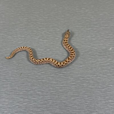 Normal het Toffee Belly — Western Hognose, female (het toffee belly), captive-bred by Gem Reptiles